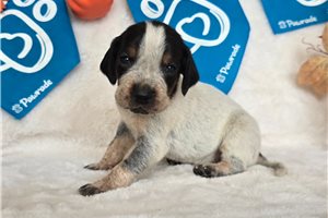 Tulip - puppy for sale