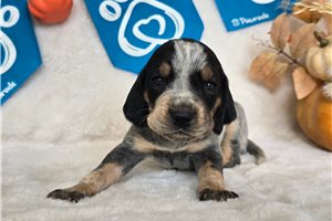 Tracie - puppy for sale