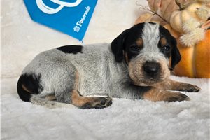 Thomas - puppy for sale
