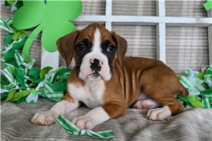 Raven - Boxer for sale