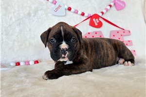 Pheobe - Boxer for sale