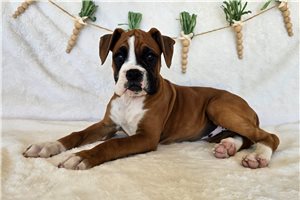 Rhonda - Boxer for sale