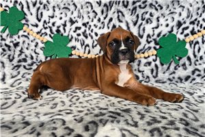 Rylee - Boxer for sale