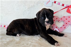 Paisley - Boxer for sale