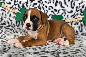 Rhonda - Boxer for sale