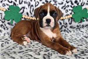 Pippy - Boxer for sale
