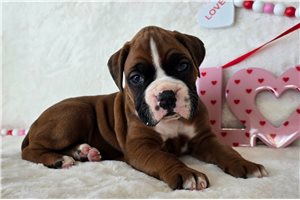 Pippy - Boxer for sale