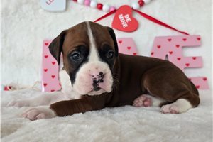 Ruby - puppy for sale