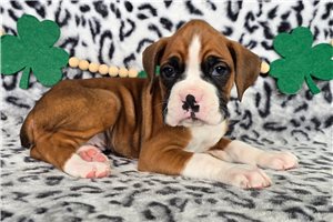 Raven - Boxer for sale