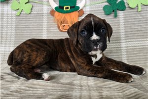 Pheobe - Boxer for sale