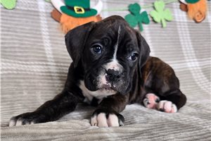 Paisley - Boxer for sale
