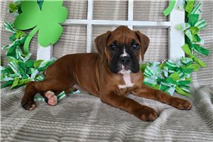 Ruthann - Boxer for sale