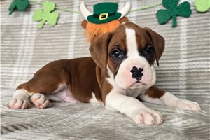 Percival - Boxer for sale