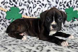 Paisley - Boxer for sale