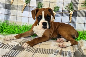 Rhonda - Boxer for sale