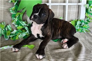 Paisley - Boxer for sale