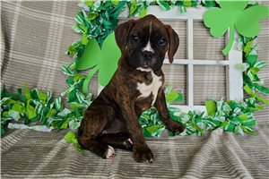 Pheobe - Boxer for sale