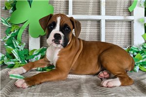 Rhonda - Boxer for sale