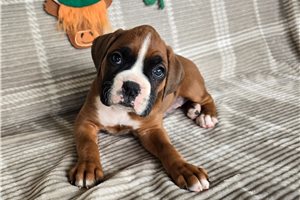 Pippy - Boxer for sale