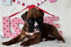 Ruthann - Boxer for sale