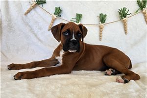 Rylee - Boxer for sale
