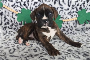 Pheobe - Boxer for sale