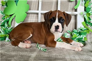 Ruby - Boxer for sale