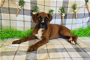 Rylee - Boxer for sale