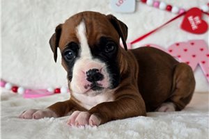 Rhonda - Boxer for sale