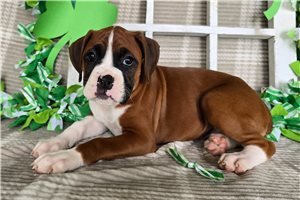 Pippy - Boxer for sale