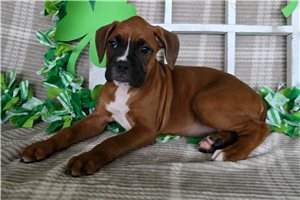 Rylee - Boxer for sale