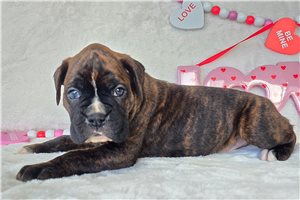 Potter - Boxer for sale