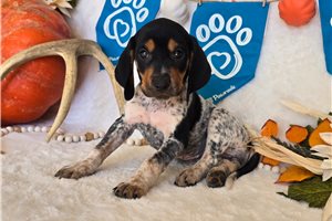 Sydney - English Coonhound for sale