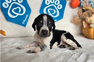 Sooner - puppy for sale