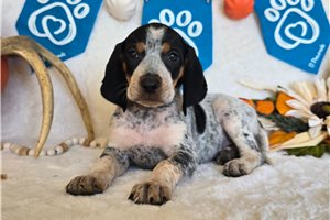 Sierra - English Coonhound for sale