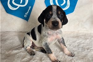 Sloane - puppy for sale