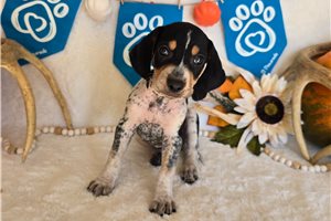 Sophie - English Coonhound for sale