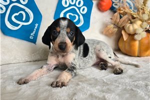 Sierra - puppy for sale