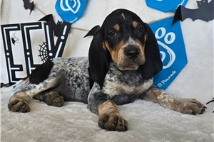 Shiloh - English Coonhound for sale
