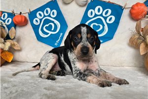 Savannah - puppy for sale