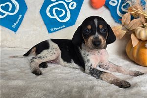 Sophie - puppy for sale