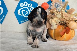 Simon - English Coonhound for sale