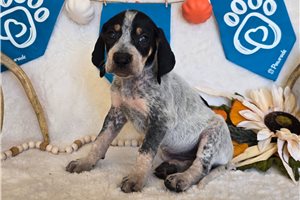 Sloane - English Coonhound for sale