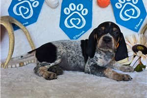 Shiloh - English Coonhound for sale