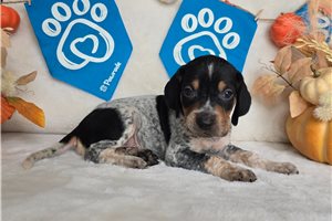 Shiloh - puppy for sale