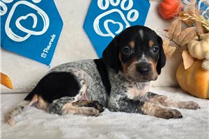 Shiloh - English Coonhound for sale