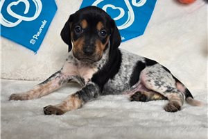 Sydney - puppy for sale