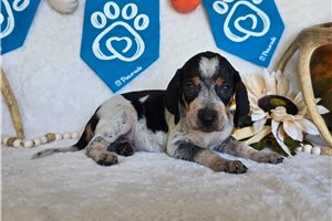 Stetson - English Coonhound for sale