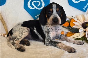 Savannah - English Coonhound for sale