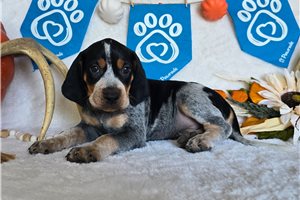 Shade - English Coonhound for sale